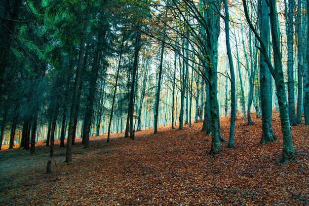 dark forest scary forest