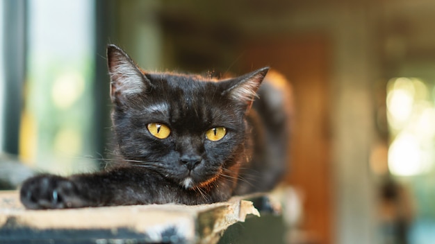 Dark gray striped cat lying in the room.