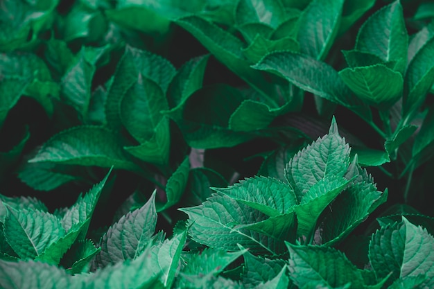 Dark green foliage of a healthy plant serrated leaves