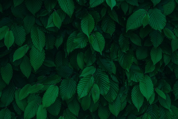 Dark green fresh natural leaves background texture