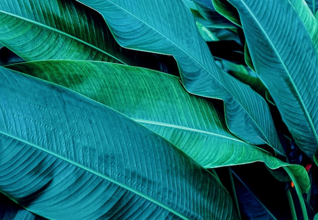 Dark green leaf in tropical jungle nature 