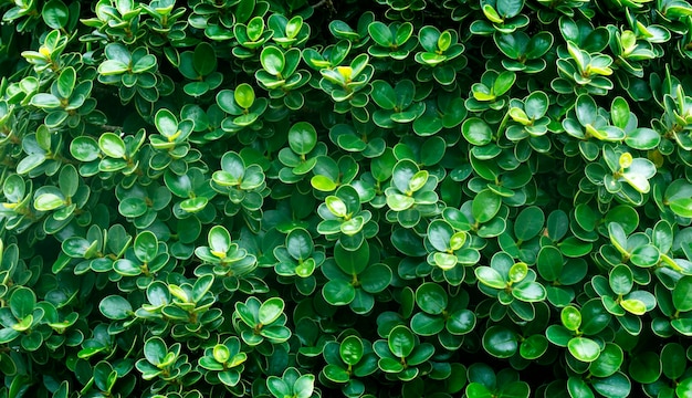 Dark green leaves background