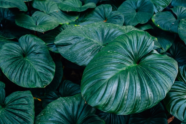 Dark green leaves Homalomena rubescent leaf(King of heart)textured background