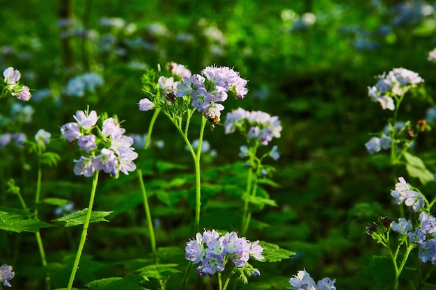 Dark green plants growing on forest floor Great Waterleaf flowers purple petals lavender colors