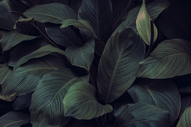 Dark Green Tropical Leaf Group Background Concept Banner Background Of Nature