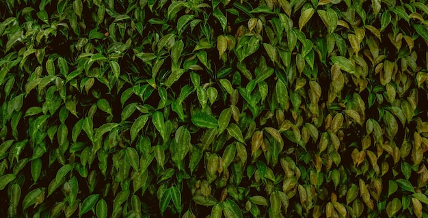 Dark Green Tropical Leaf Group Background Concept Banner Background Of Nature