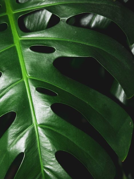 Dark green tropical monstera leaves on black