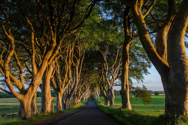 The Dark Hedges Northern Ireland united Kingdom