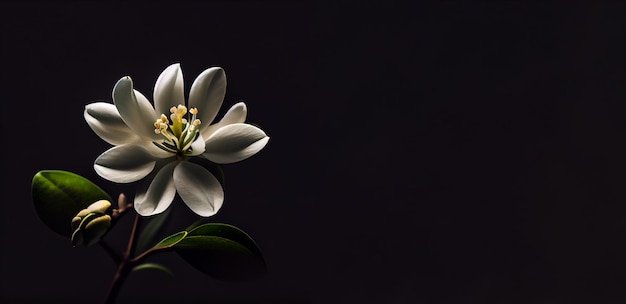 dark jasmine flower in black background