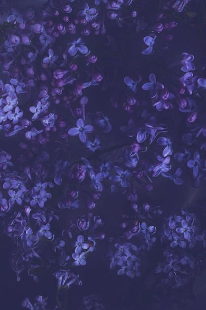 Dark low key texture of lilac flowers in the water