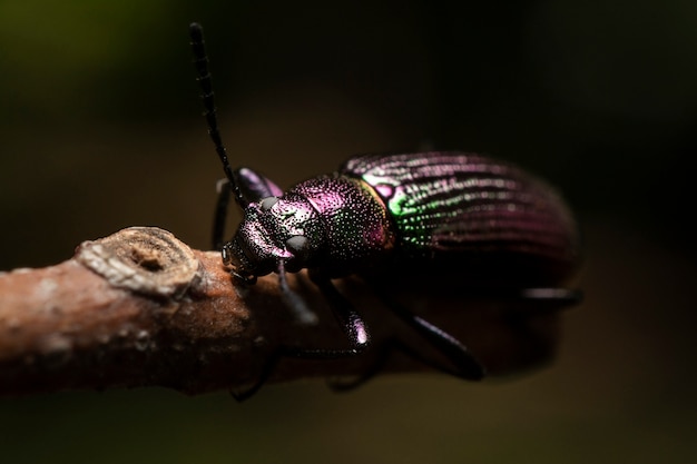 Dark and metallic beetle over a tree branch, diffused natural background.