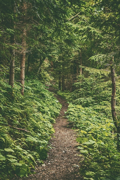 Dark moody forest