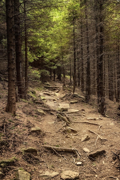 Dark moody forest