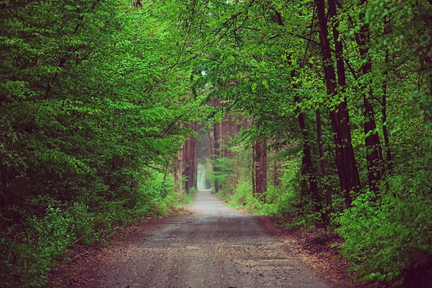 Dark moody forest