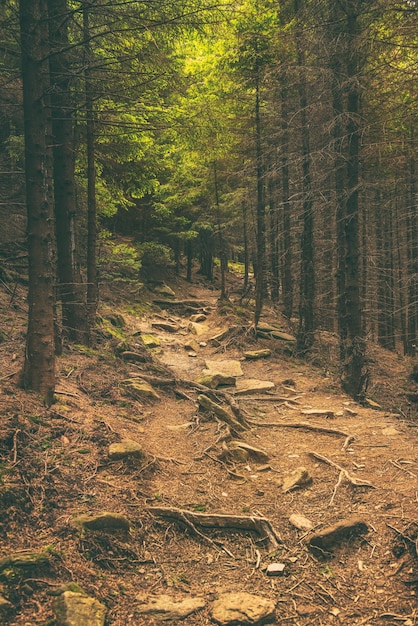 Dark moody forest