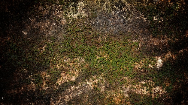 Dark old wall texture background walls full of scratches and moss