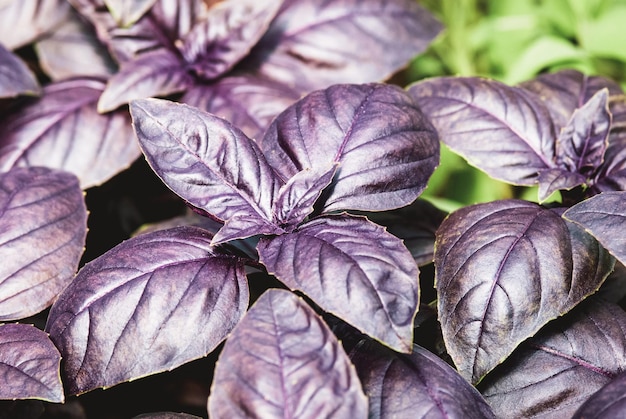 Dark opal basil Purple garden basil Ocimum basilicum grown in herbs garden