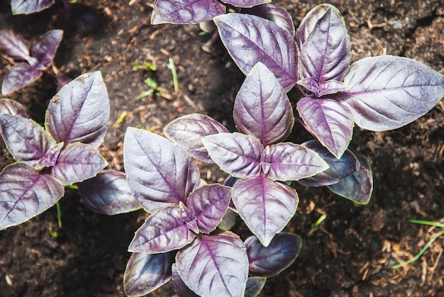 Dark opal basil Purple garden basil Ocimum basilicum grown in herbs garden