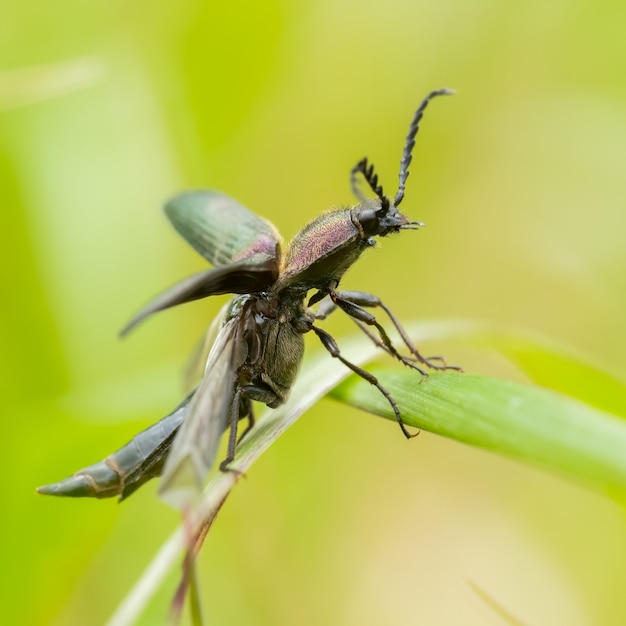 Dark purple beetle (Ctenicera pectionicornis) sitting on a plant.