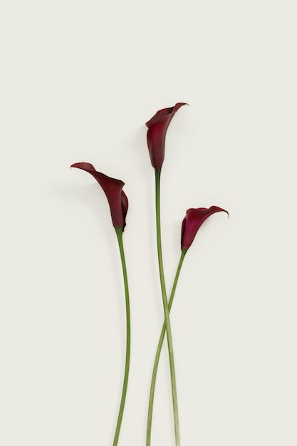 Dark purple Calla lily flowers on beige background Nature flowery flat lay minimal style