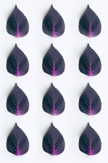 Dark purple leaves on white background