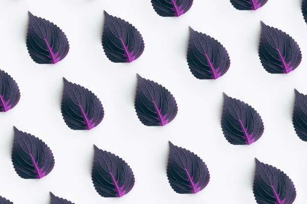 Photo dark purple leaves on white background