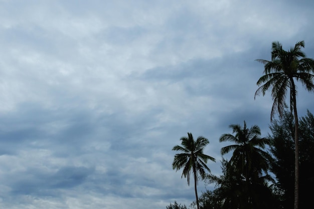 Dark rainy sky and silhouette of palm trees