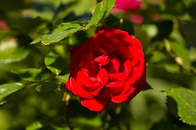 Dark red blooming rose flower in spring on a background of green leaves