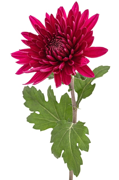 Dark red chrysanthemum flower isolated on white background