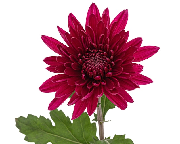 Dark red chrysanthemum flower isolated on white background