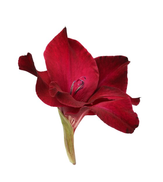 Dark red gladiolus flower isolated