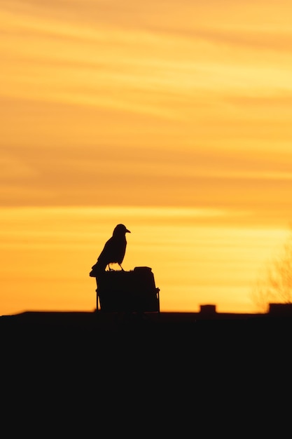 Dark silhouette of a raven sitting on the roof on a chimney against the background of a bright orange sunset Dramatic natural background with a raven Vertical view