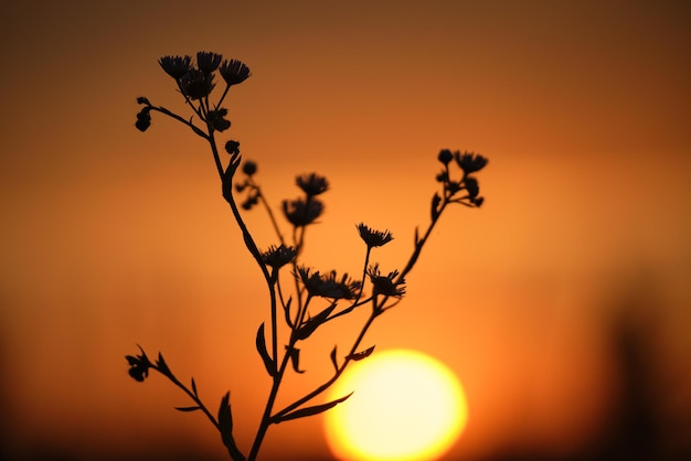 Dark silhouettes of wild flowers against bright colorful sunset sky with setting sun light.