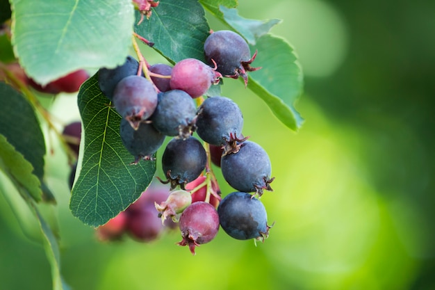 Dark sweet irgi berries on a branch in the garden