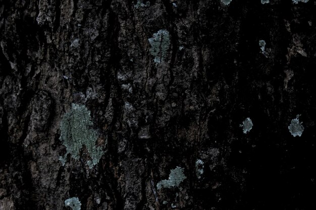 Dark tree bark abstract texture