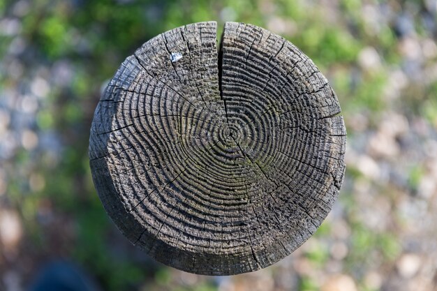 Dark wooden disc texture. Old fence panels with natural park