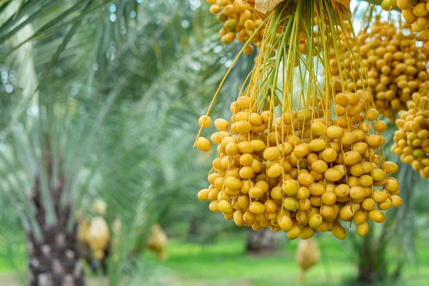 Date palm fruit in the trees