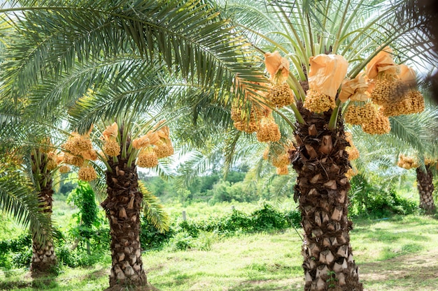 Date palm fruit in the trees