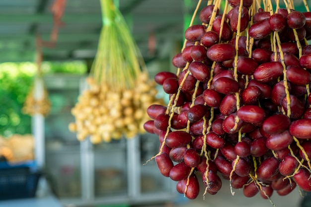 Date palm fruit in the trees