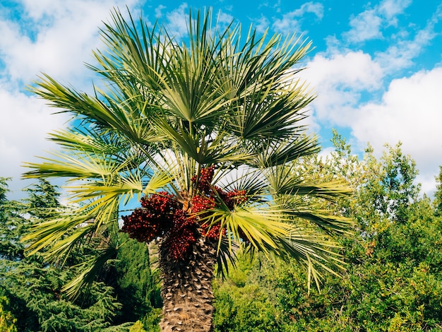 Date palm in montenegro