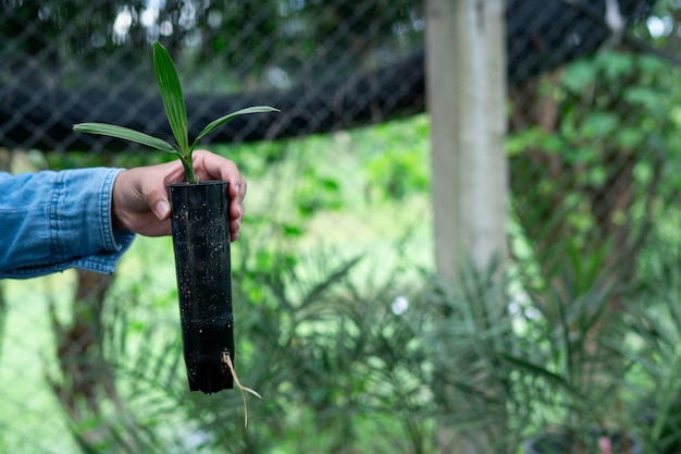 Date palm seedlings in a man's hand