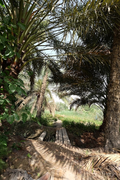 Date palm  tree of the palm family cultivated for its sweet edible fruits