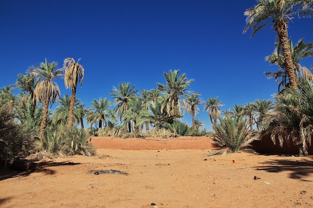 The date palm tree in Timimun abandoned city in Sahara desert of Algeria