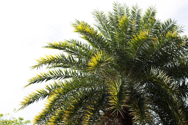 Date palm tree with sky