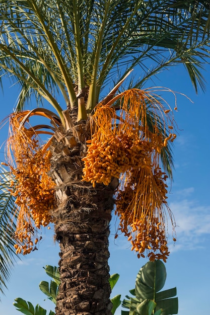 Date Palm