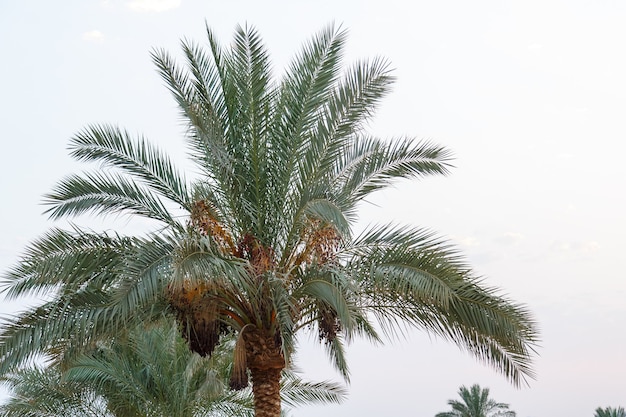 Date palms with fruits against the background of the evening sky.