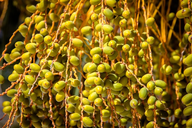 Dates on a palm tree on a sunny day Albania