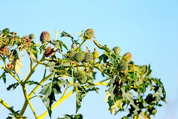 Datura