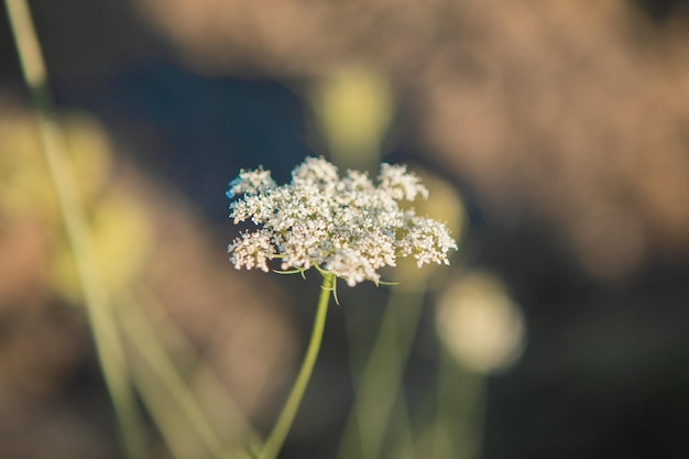 Daucus carota, whose common names include wild carrot, bird's nest, bishop's lace, is a white flower