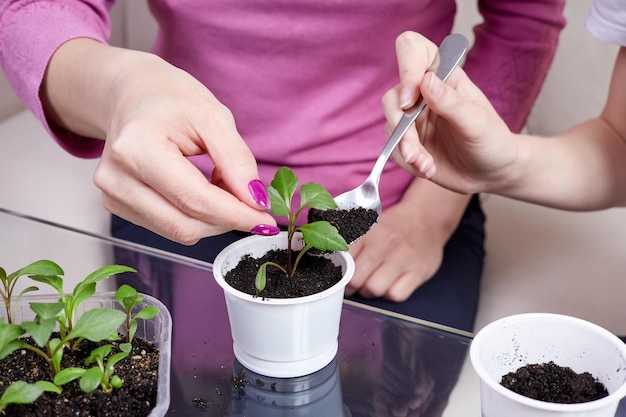 Daughter helps mom transplanting plant seedlings into new pot at home